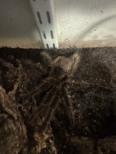 Terrarium vivarium spider for sale  PORTSMOUTH