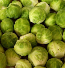 Organic brussel sprout for sale  Fabius