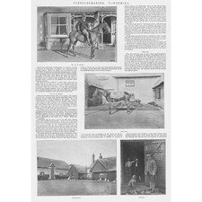 Weyhill hampshire horse for sale Weyhill hampshire horse for sale  GLASGOW