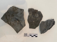 Fossilien holzmaden schieferbr gebraucht kaufen  Seevetal