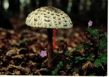 Macrolepiota procera 1996 usato  San Teodoro