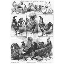 Spanish fowl owl for sale  GLASGOW