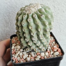Copiapoa spec kk1733 usato  Modena