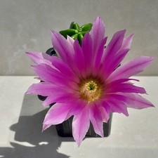 Echinocereus vierecki morrical d'occasion  Loches