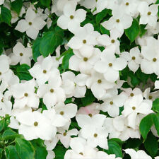Cornus kousa blue for sale  HORSHAM