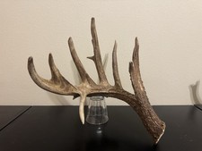 Huge whitetail deer for sale  Baton Rouge