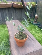 Olive tree olea for sale  PEMBROKE