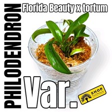 Philodendron florida beauty gebraucht kaufen  Berlin