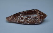 Conus aureus d'occasion  Gazeran