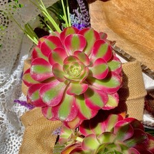 Rare succulents plant for sale  Syosset