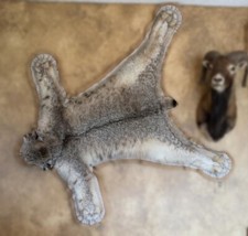 Alaskan lynx full for sale  Huntington