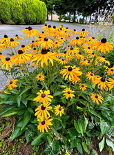 Lot black eyed for sale  Lynden
