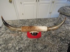 Vtg mounted steer for sale  Independence