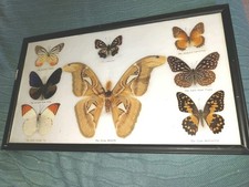 taxidermy display case for sale taxidermy display case for sale  COLNE