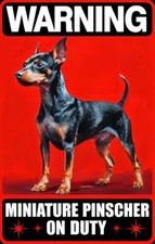 Warning miniature pinscher for sale  DUNSTABLE