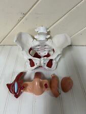 Female pelvis model for sale  Valdosta