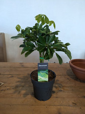 Schefflera arboricola umbrella for sale  LARGS
