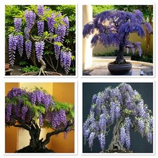 wisteria bonsai for sale wisteria bonsai for sale CAERNARFON