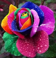 Multi colour rainbow for sale  HARLOW