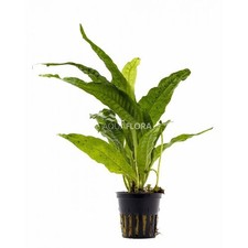 Microsorum pteropus vasetto usato  Resana