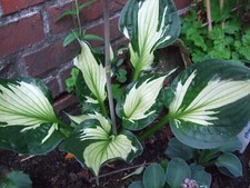 Hosta whirlwind gebraucht kaufen  Hesel