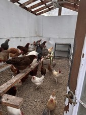 Fertile chicken hatching for sale  Claremore