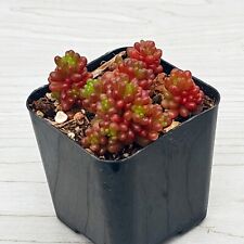 Succulent live plant for sale  San Jose