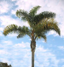 Cocos plumosa 50 usato  Maddaloni