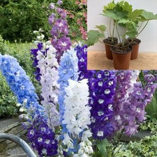 Delphinium crown pacific for sale  TIPTON