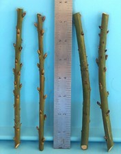 T024b sweet laurel for sale  Bakersfield