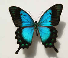 Papilio lorquinianus albertsi for sale  LIVERPOOL