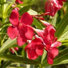 Nerium oleander hardy for sale  Walterboro