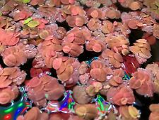 Schwimmpflanze aquarium schwim gebraucht kaufen  Suderburg
