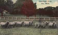 Flock sheep send for sale  Ann Arbor