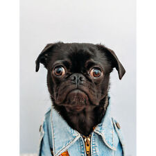 Deluvio pug puppy for sale  EDINBURGH