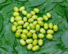 Neem seeds azadirachta for sale  Shipping to Ireland