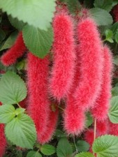 Strawberry firetails acalypha for sale  Danielson