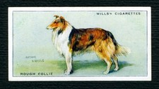 CARTÃO DE CIGARRO ANTIGO COLLIE RUG W D & H O WILLS 1937 DOG SERIES #9 comprar usado  Enviando para Brazil