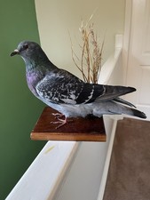 Taxidermy pigeon protected for sale Taxidermy pigeon protected for sale  WAKEFIELD