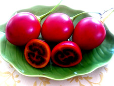 Graines tomate arbretamarillo d'occasion  Sanary-sur-Mer