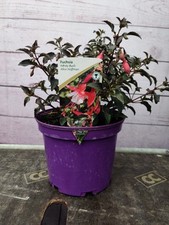 Hardy fuchsia alice for sale  HARLOW