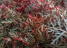 Ruby red spikemoss for sale  Bowling Green