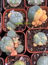 Pianta succulenta multi usato  Spedire a Italy
