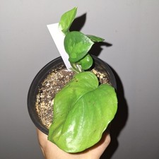 Lemon meringue pothos for sale  Wedgefield
