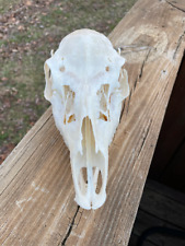 Taxidermy old fallow for sale  Signal Mountain