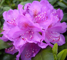 Rhododendron hybride catawbien gebraucht kaufen  Uplengen