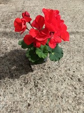 Geranium zonal orange for sale Geranium zonal orange for sale  NEWENT