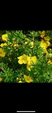 Potentilla goldfinger large for sale  CRAIGAVON