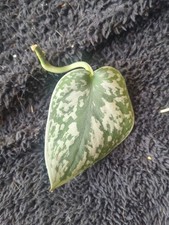 Satin pothos indoor for sale  CHESTERFIELD