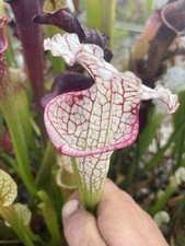 Sarracenia beast small for sale  PAR
